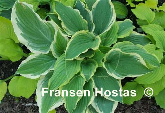 Hosta Wildest Dreams